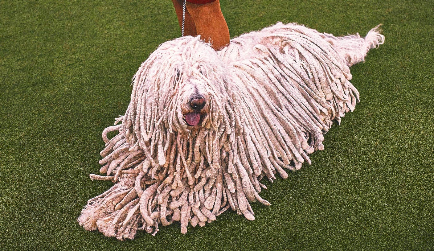 K1体育 - 2026 WKC Dog Show：全面解析年度顶级犬类赛事亮点