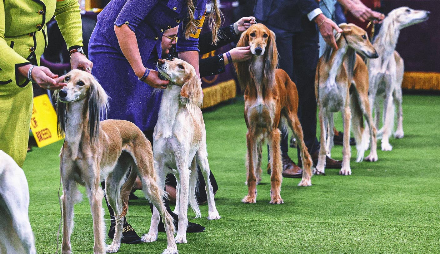 2026 威斯敏斯特犬展K1体育：各组冠军揭晓，第2日赛况回顾